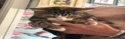Ragdoll cats for sale: ****Ragdoll cross babies **** - Advert 5