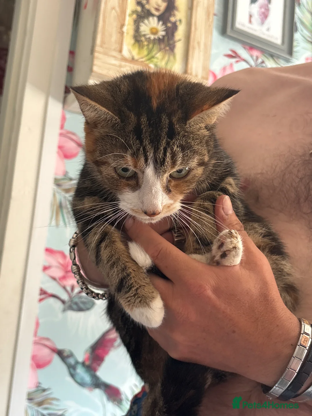 Ragdoll cats for sale: ****Ragdoll cross babies **** - Advert 5