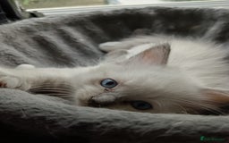 Ragdoll cats for sale: Ragdoll kittens - loving, playful, dog confident - Image 5