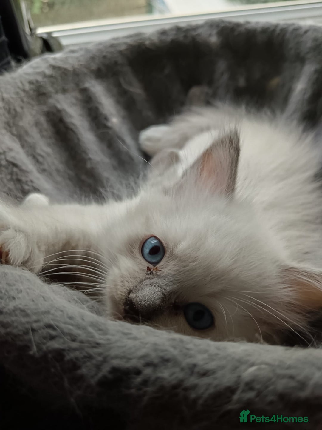 Ragdoll cats for sale: Ragdoll kittens - loving, playful, dog confident - Image 5