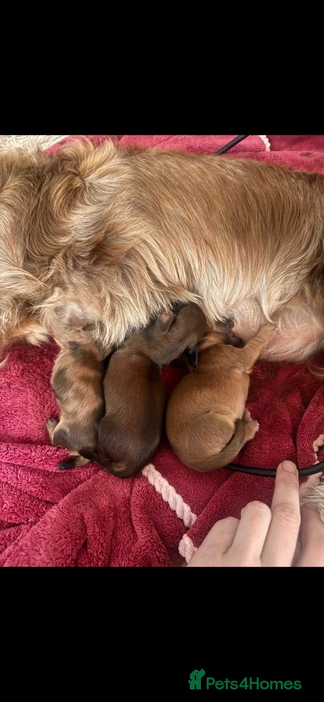 Miniature Dachshund dogs for sale: Miniature long-haired dachshund  - Advert 1