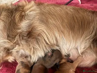 Miniature Dachshund dogs Miniature long-haired dachshund - Advert 11