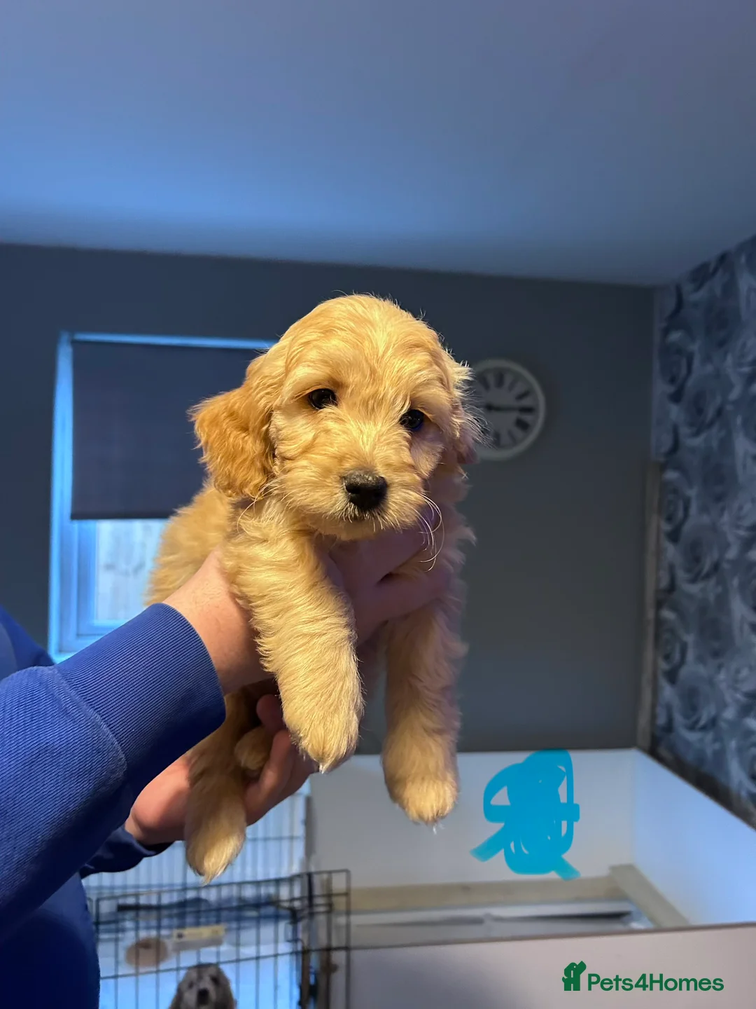 Goldendoodle dogs for sale: 2 girls left. F1 mini Goldendoodles - Advert 12