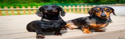 Miniature Dachshund dogs for sale: KC Mini Dachshund Silver Dapple Brindle Puppies  in Umberleigh - Advert 11