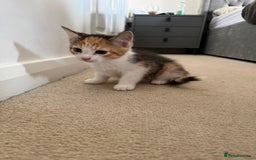 European cats for sale: Kittens - Image 1