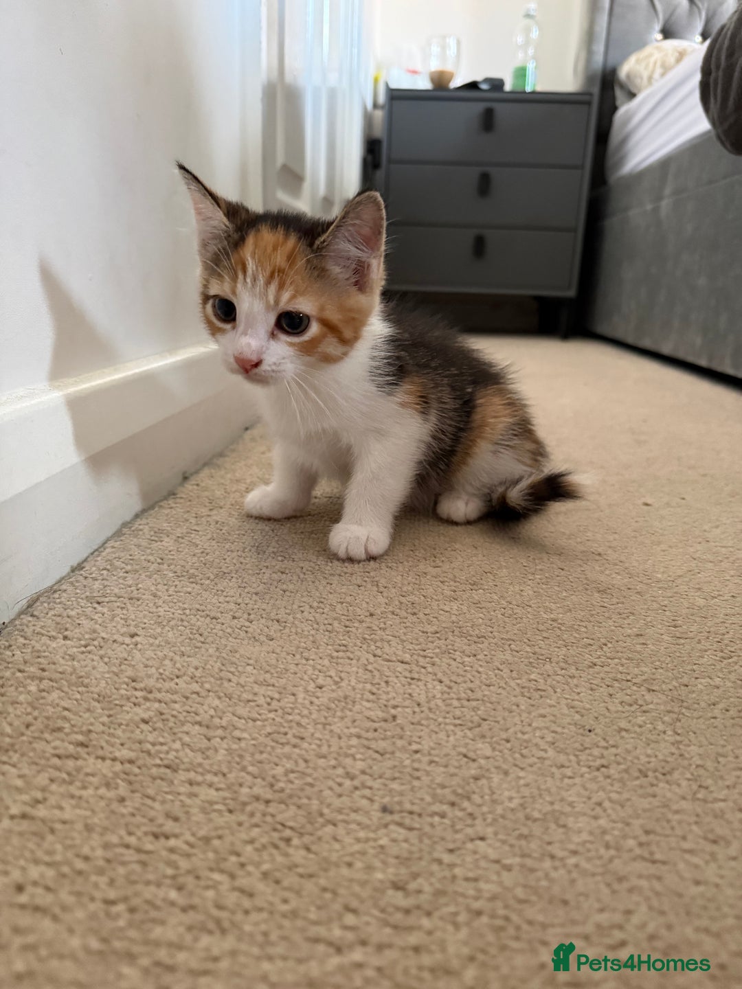 European cats for sale: Kittens - Image 1