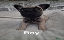 French Bulldog dogs for sale: French Bulldog puppies  - Image 15
