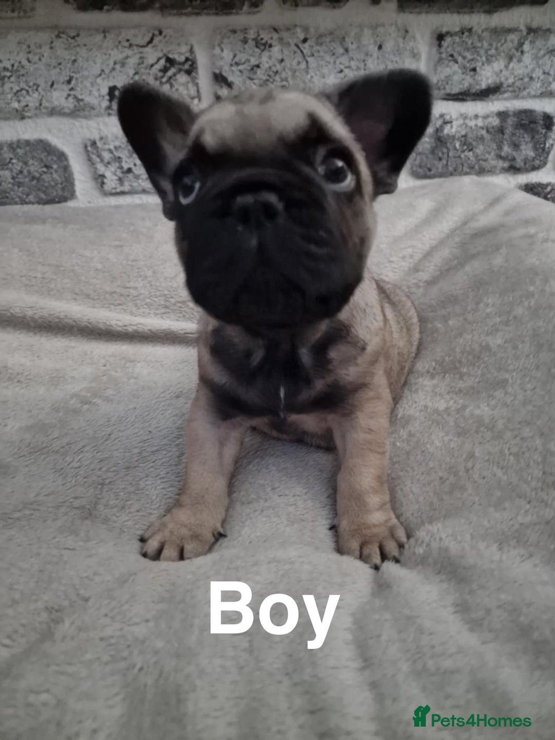 French Bulldog dogs for sale: French Bulldog puppies  - Image 15