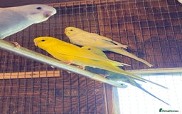 Budgerigars birds for sale: Baby budgies - Image 3