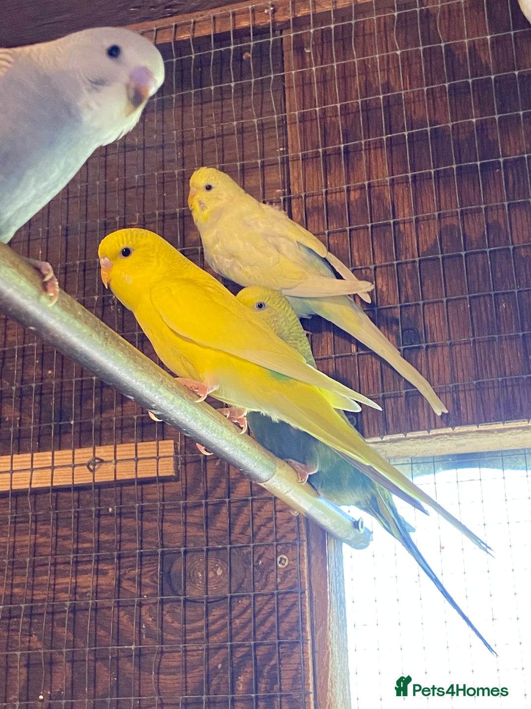 Budgerigars birds for sale: Baby budgies - Image 3