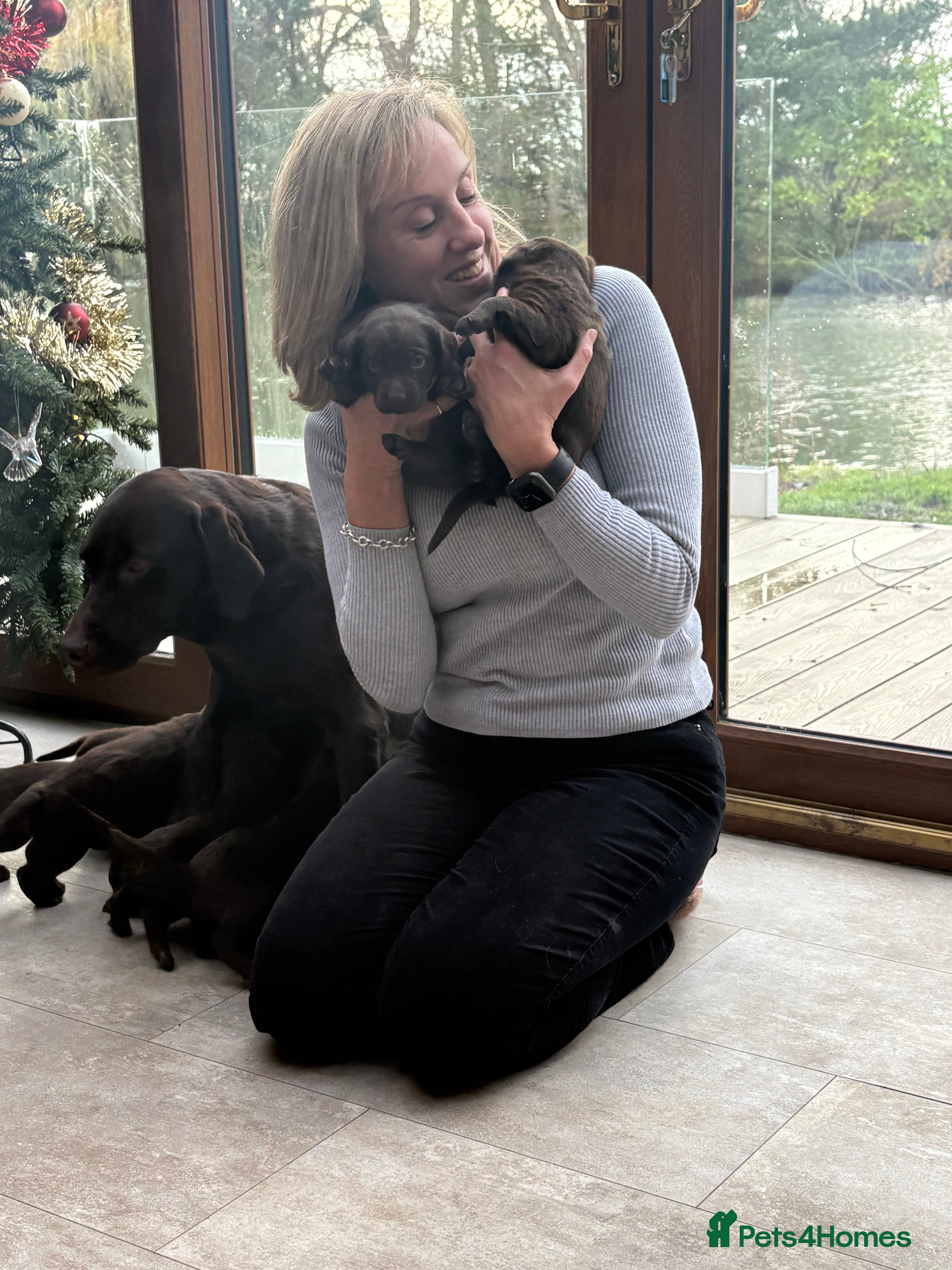 Labrador Retriever dogs ⭐ KC Chocolate Labrador Puppies – 4★ Breeder - Advert 7