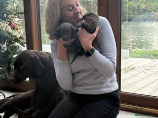 Labrador Retriever dogs ⭐ KC Chocolate Labrador Puppies – 4★ Breeder - Advert 5