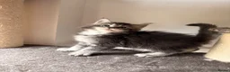 Maine Coon cats for sale: 🐾Beautiful Maine Coon Kittens 🐾 - Advert 8