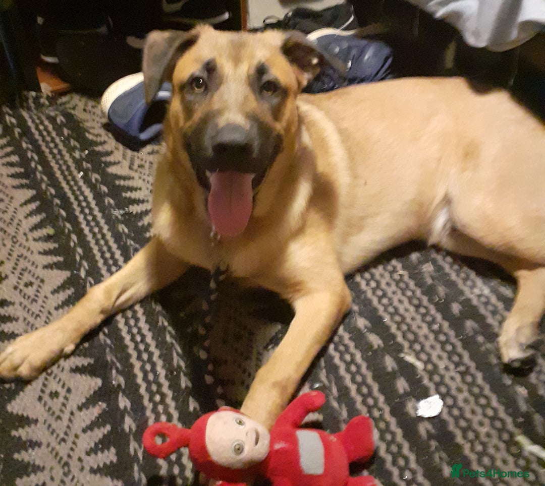 Mixed Breed dogs for sale: Beautiful well tempered Golden Shepherd puppy  - Image 1