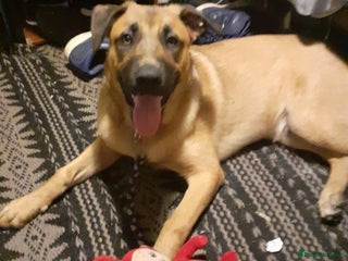 Mixed Breed dogs - Advert 12