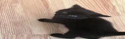 Mixed Breed cats for sale: 5 kittens for rehoming in London - Advert 34
