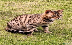 Bengal cats for sale: Bengal female two year old cat - Image 1