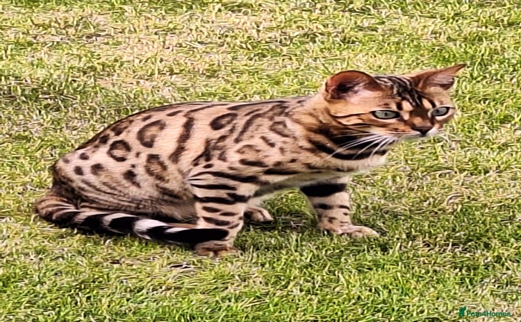 Bengal cats - Advert 1