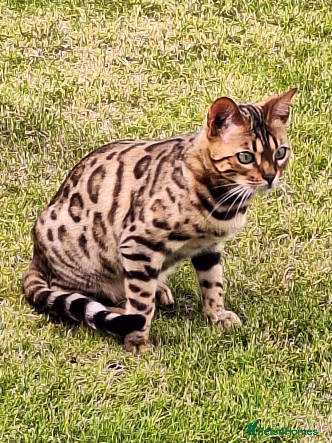 Bengal cats for sale: Bengal female two year old cat - Image 1