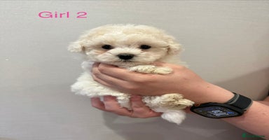Maltipoo dogs - Advert 14