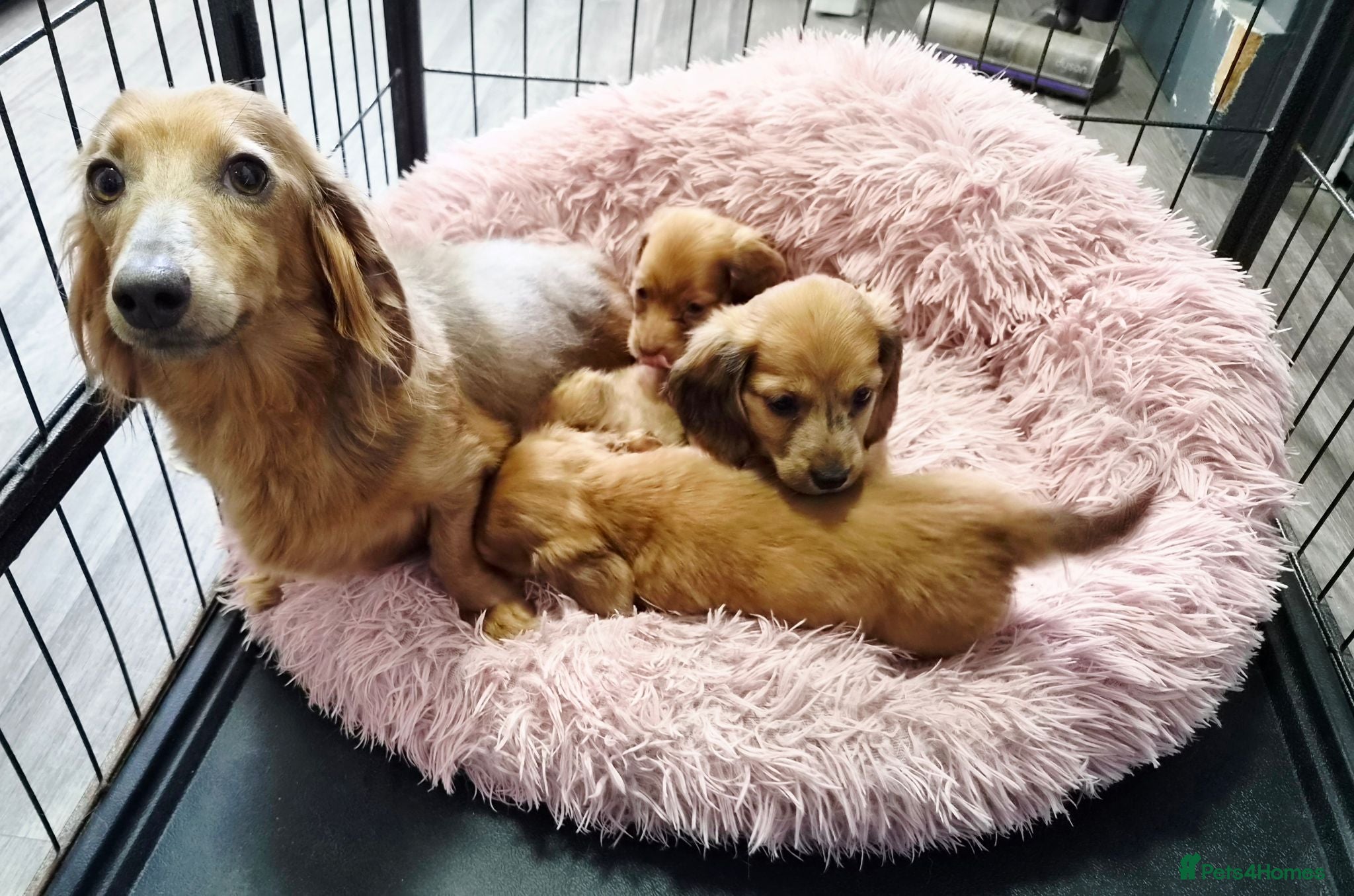 Miniature Dachshund dogs Longhaird Miniature dachshund puppys - Advert 9