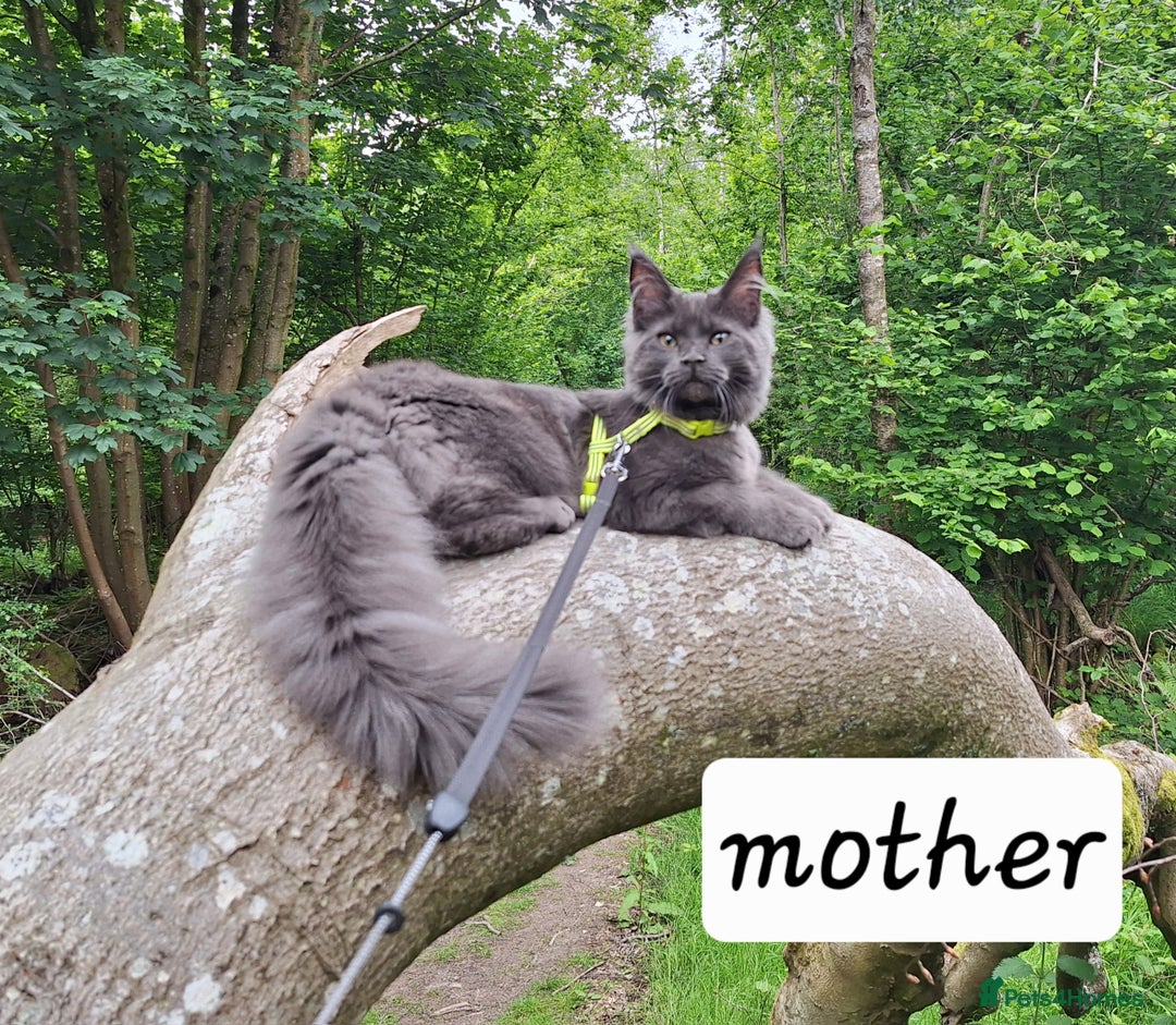 Maine Coon cats for sale: Maine Coon Kitten - Girl remaining in Chichester - Image 9