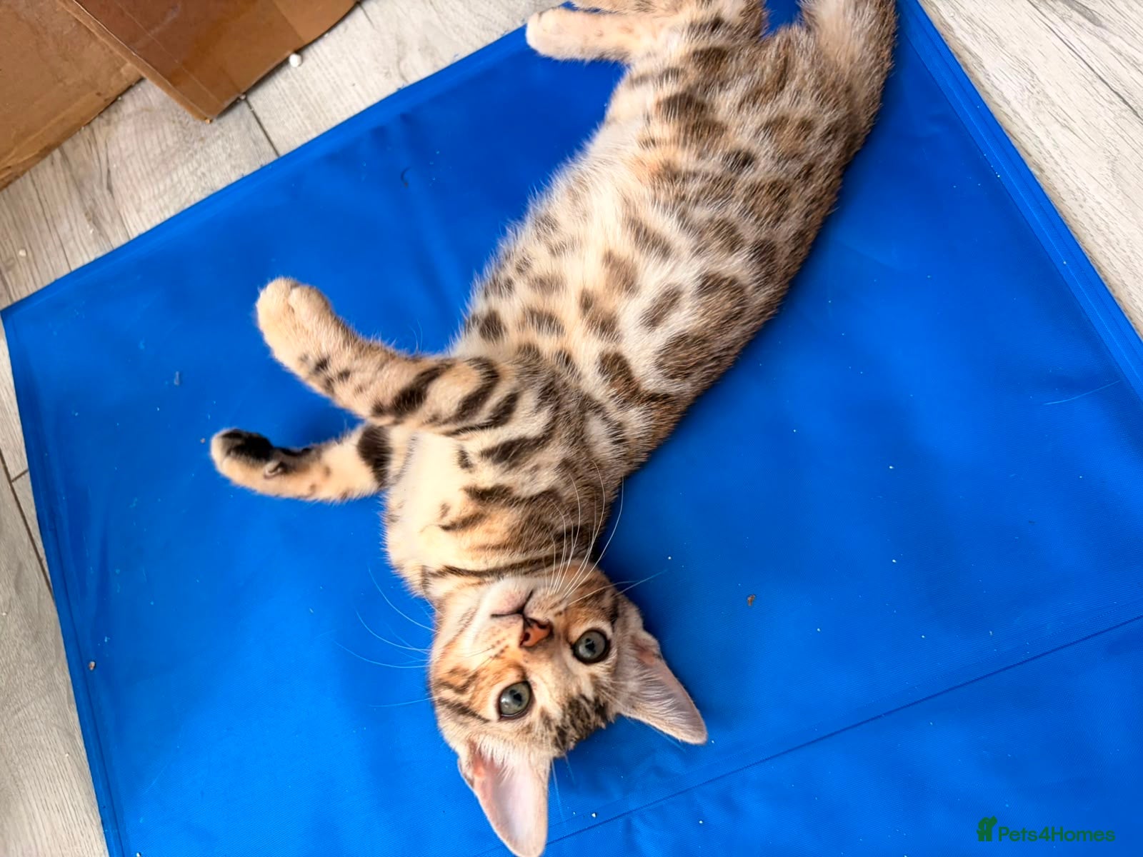 Bengal cats ✨ Exceptional Pure TICA Reg Bengal Kittens ✨  - Advert 3