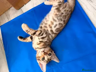 Bengal cats ✨ Exceptional Pure TICA Reg Bengal Kittens ✨ - Advert 3