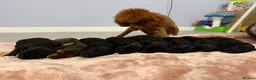 Bordoodle dogs for sale: Mini borderdoodles  in Accrington - Advert 5