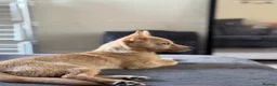 Jack Chi dogs for sale: 4 months old, beautiful little boy  in Northampton - Advert 1