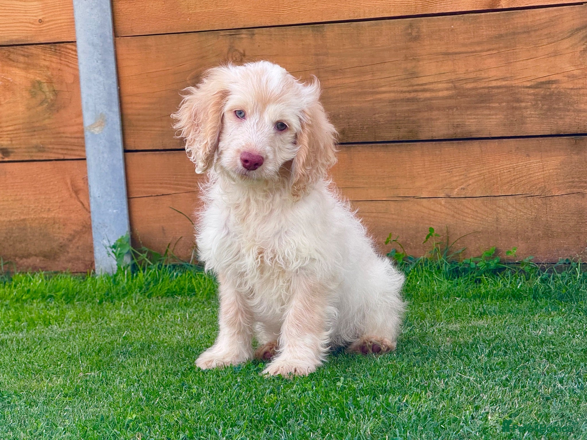Cockapoo dogs Beautiful Cockapoo Babies 🐾🐾🐾 - Advert 1