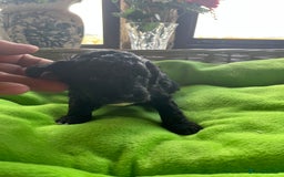 Miniature Poodle dogs for sale: KC Activity registered miniature poodles - Image 9