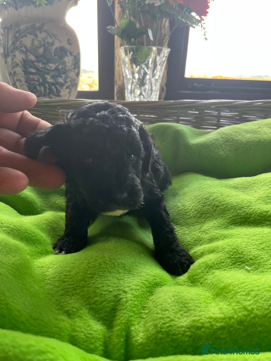 Miniature Poodle dogs for sale: KC Activity registered miniature poodles - Image 9