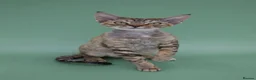 Devon Rex cats for sale: 2026 Devon Rex litters  - Advert 28