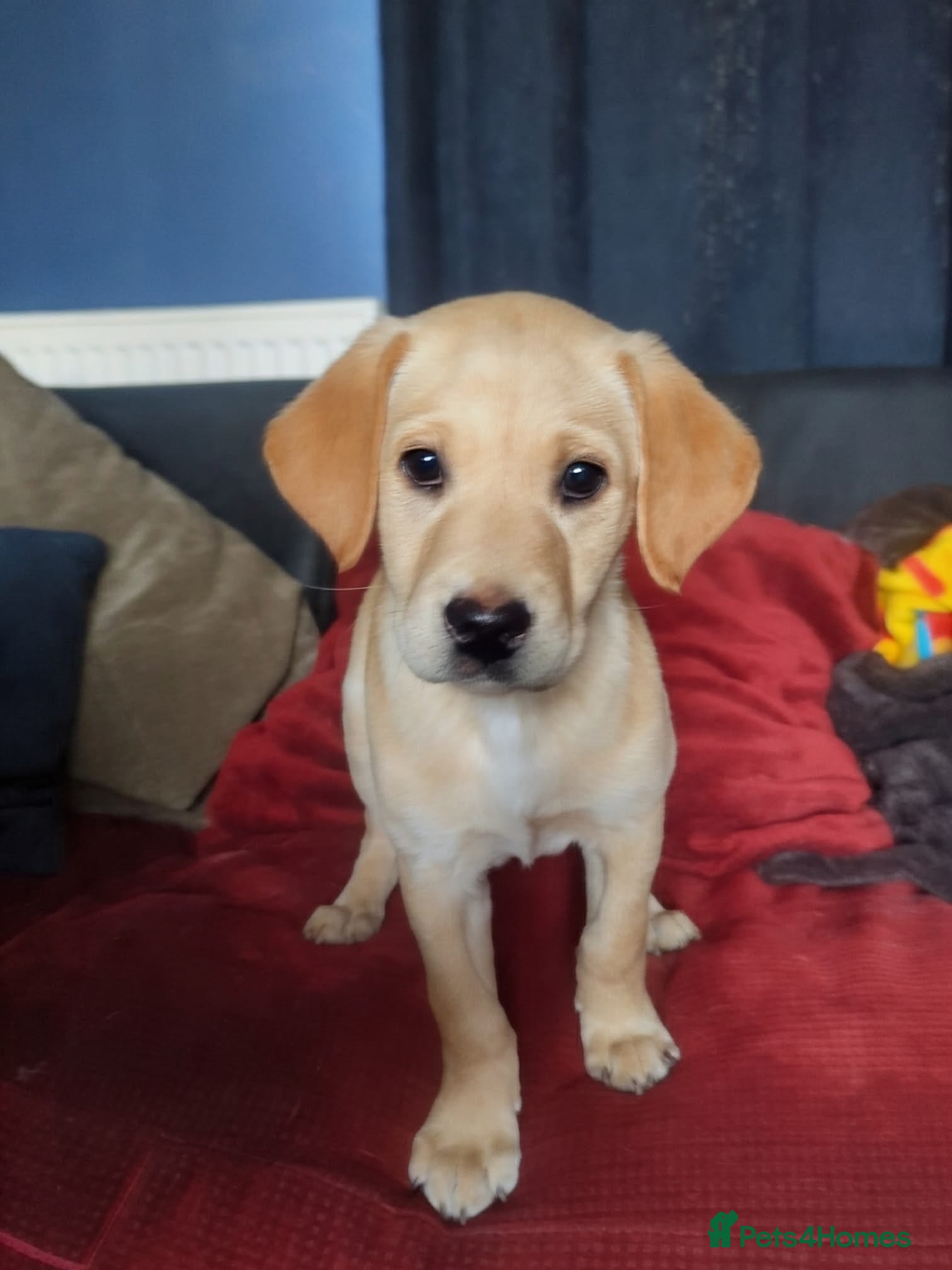 Labrador Retriever dogs  Special home Wanted last female left!  - Advert 2