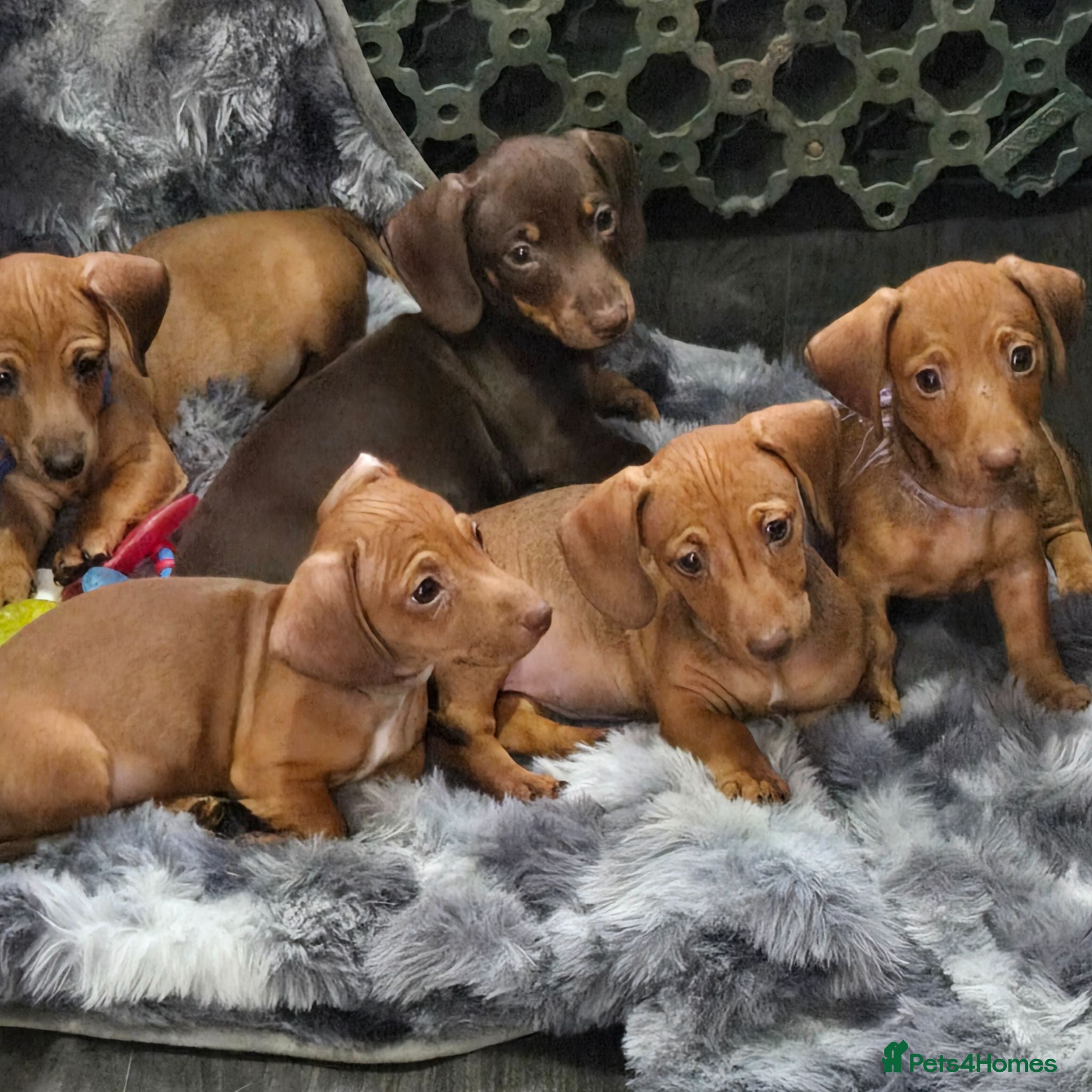 Dachshund dogs Dachshund  - Advert 2