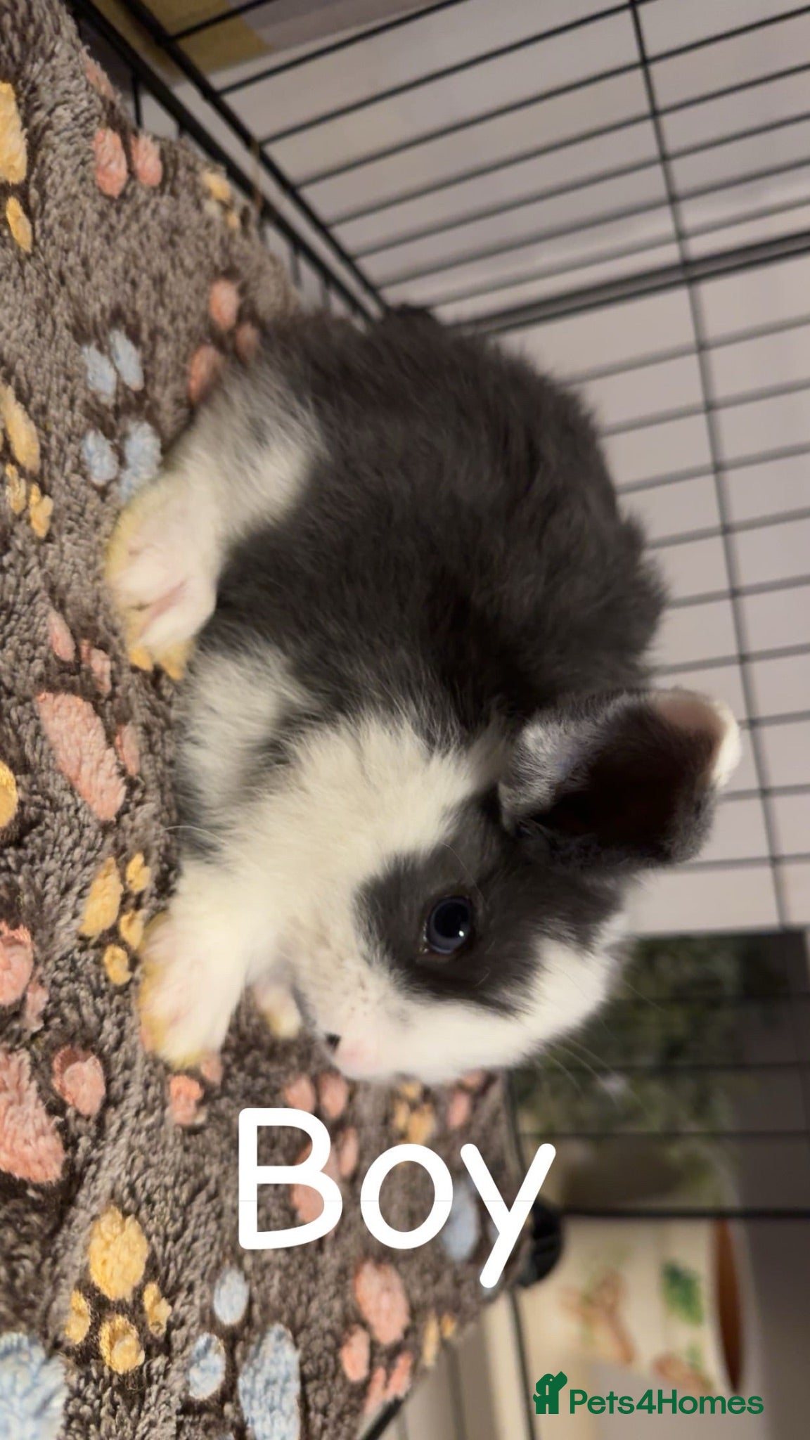 Mixed Breed rabbits Mini lop/lion lop bunnies - Advert 21
