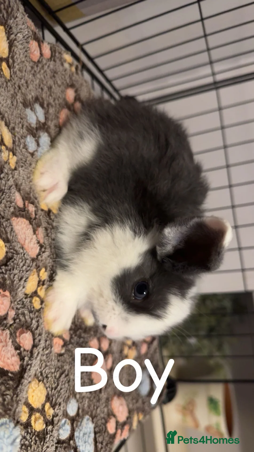 Mixed Breed rabbits for sale: Mini lop/lion lop bunnies - Advert 2