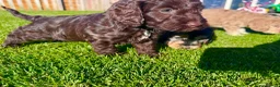 Schnoodle dogs for sale: Beautiful Schnoodle Puppies 🐾🐾🐾 - Advert 7