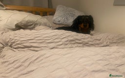 Miniature Dachshund dogs for stud: Stud available Miniature Long-Haired Dachshund  - Image 6
