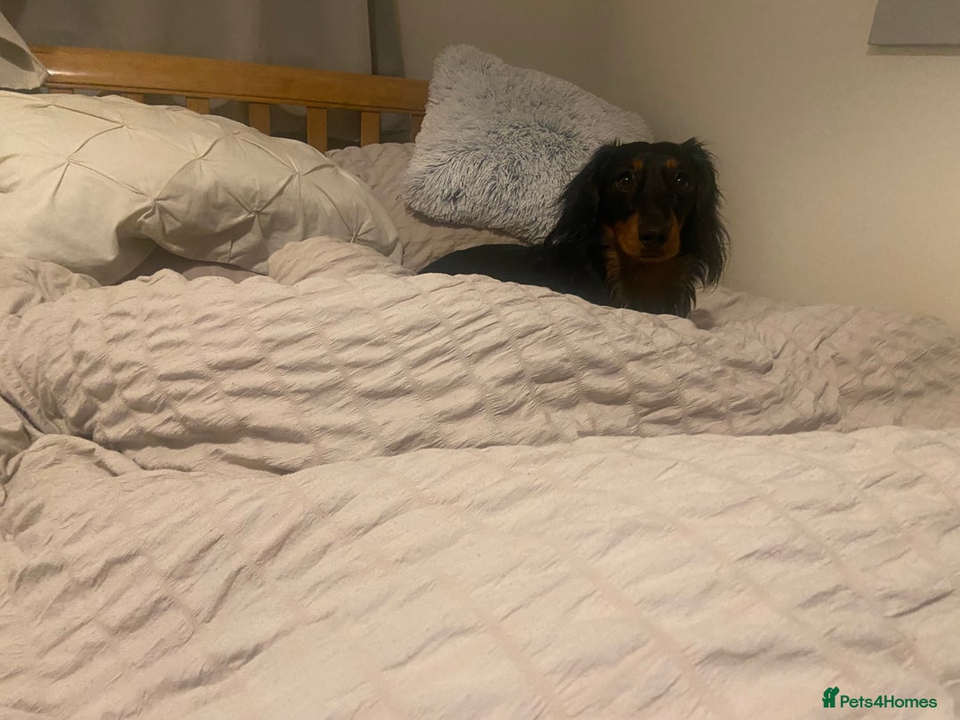 Miniature Dachshund dogs for stud: Stud available Miniature Long-Haired Dachshund  - Image 6
