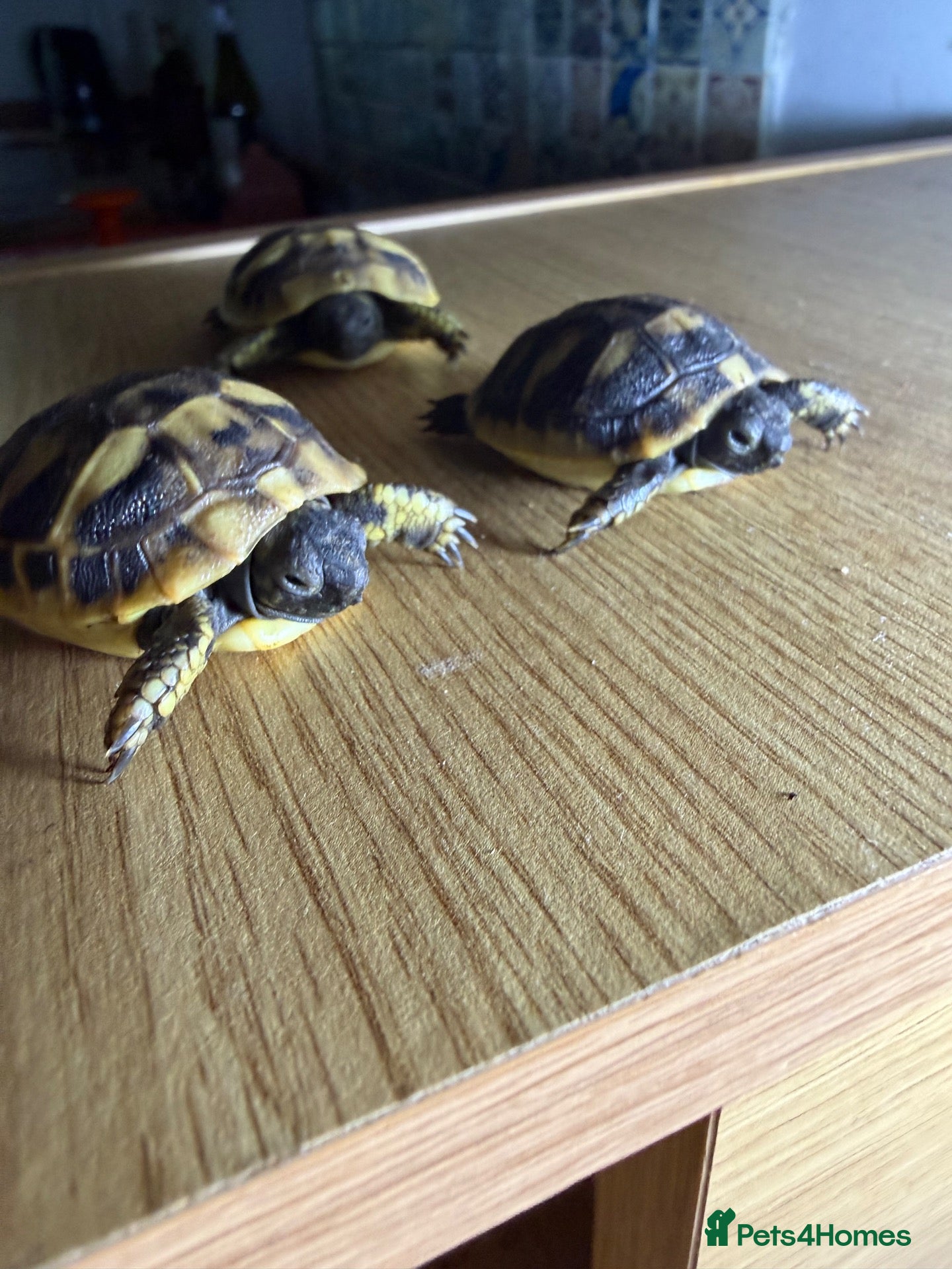 Hermann Tortoise reptiles Hermann Hatchlings  - Advert 2
