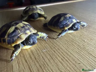 Hermann Tortoise reptiles Hermann Hatchlings - Advert 2