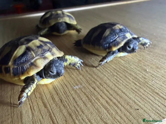 Hermann Tortoise reptiles Hermann Hatchlings - Advert 5