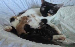 Domestic Shorthair cats for sale: Cute kittens for new home - Image 25