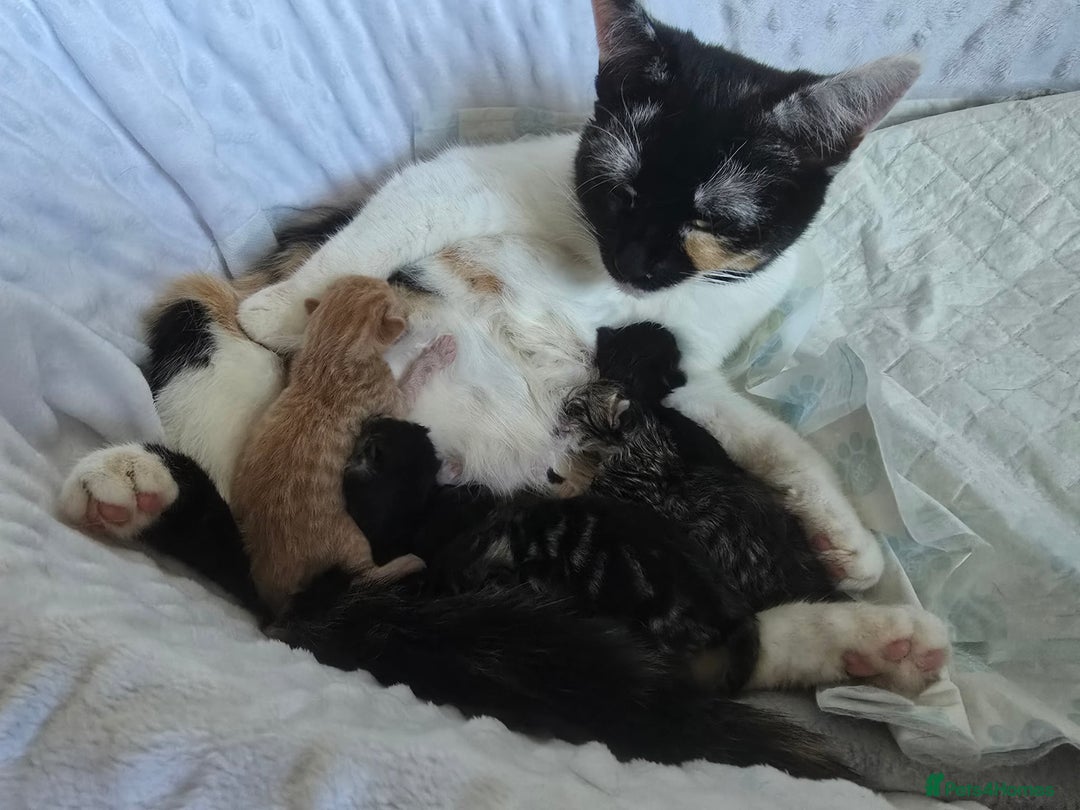 Domestic Shorthair cats for sale: Cute kittens for new home - Image 25