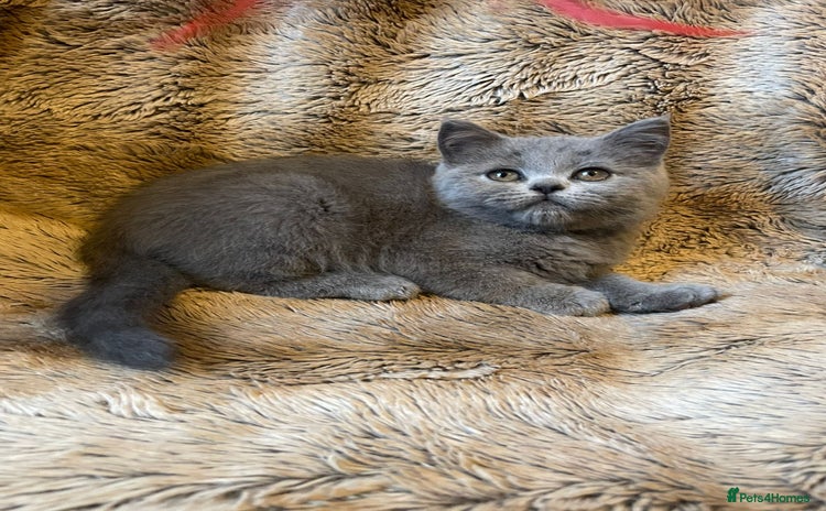 Scottish Fold cats - Advert 1