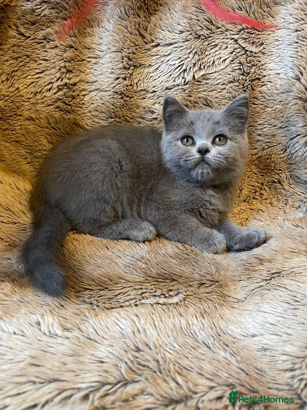 Scottish Fold cats for sale: Scottish fold kittens for sale - Image 1