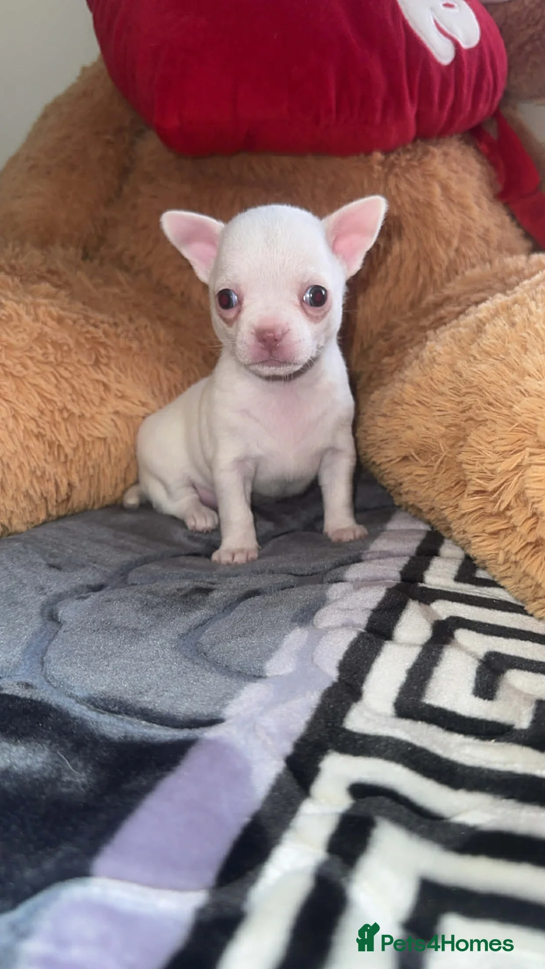 Chihuahua dogs for sale: Beautiful kc chihuahua puppys - Advert 2