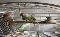 Parrots birds for sale: Amazonian parrot - Image 4